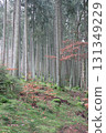 in the forest 131349229