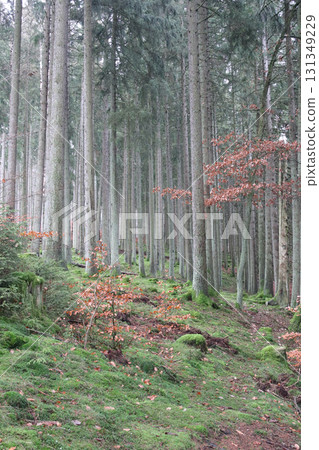 in the forest 131349229
