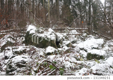 in the forest in the forest 131349231