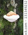 Inonotus hispidus  (Inonotus hispidu) 131349232