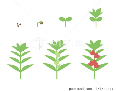 Illustration material of balsam growth Illustration material of balsam growth 131349244