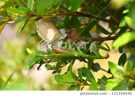 螳螂保護它們的卵和大自然的運作 131349440