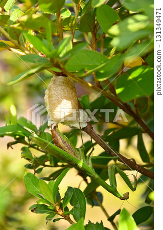 Praying mantises protecting their eggs and the workings of nature Praying mantises protecting their eggs and the workings of nature 131349471