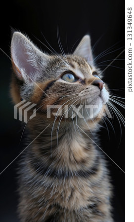 A kitten with a blue eye is looking up at the camera 131349648