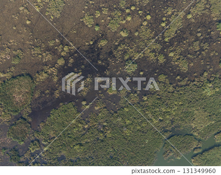 Abstract green brown swamp background 131349960