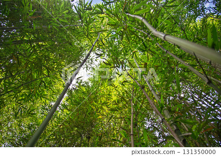 Natural bamboo forest, sunlight perforating branches and leaves Natural bamboo forest, sunlight perforating branches and leaves 131350000