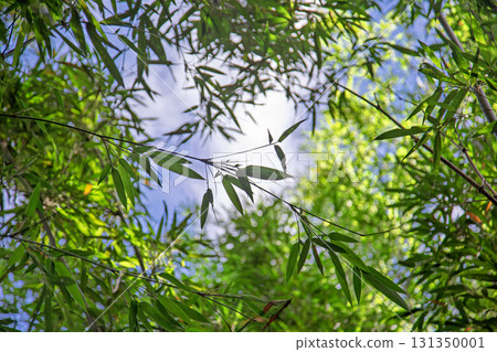 Natural bamboo forest, sunlight perforating branches and leaves Natural bamboo forest, sunlight perforating branches and leaves 131350001