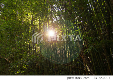 天然竹林，陽光穿透枝葉 131350005