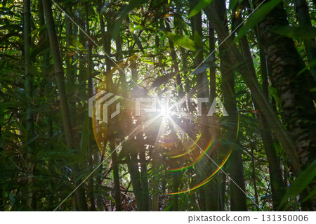 天然竹林，陽光穿透枝葉 131350006