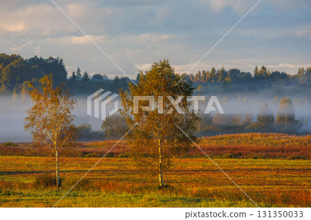 Experience a Serene Misty Morning in the Vibrant Autumn Landscape, filled with beauty 131350033