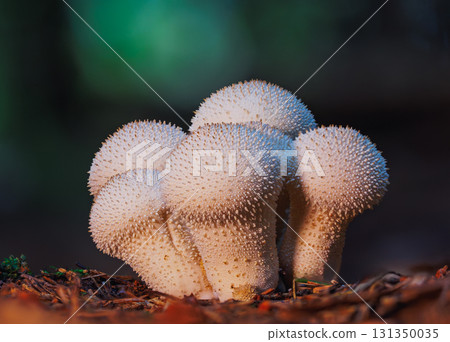 Close-up of a spiky white mushroom growing on forest ground among fallen leaves and twigs 131350035