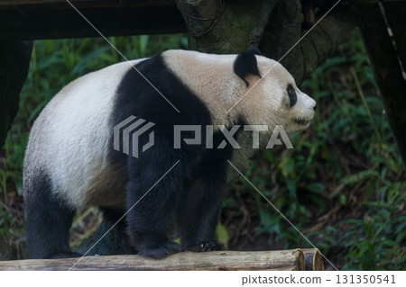 熊貓的午休：享受竹筍的美味 131350541