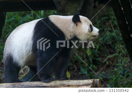 熊貓的午休：享受竹筍的美味 131350542