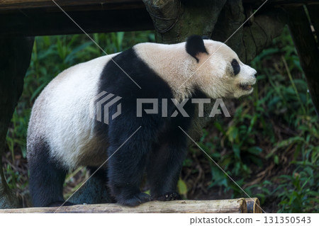 熊貓的午休：享受竹筍的美味 131350543