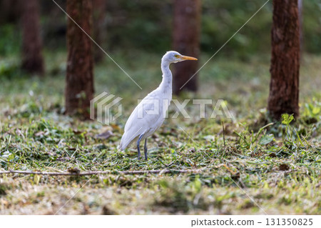 靜謐時光:白鷺在樹林中覓食 靜謐時光:白鷺在樹林中覓食 131350825
