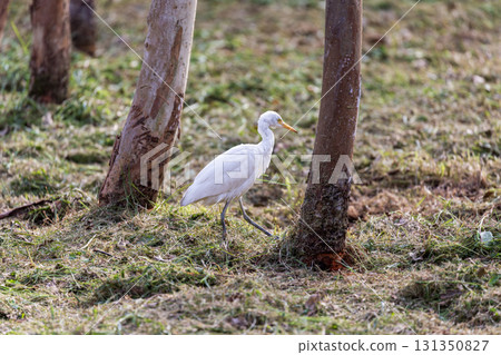 靜謐時光:白鷺在樹林中覓食 靜謐時光:白鷺在樹林中覓食 131350827