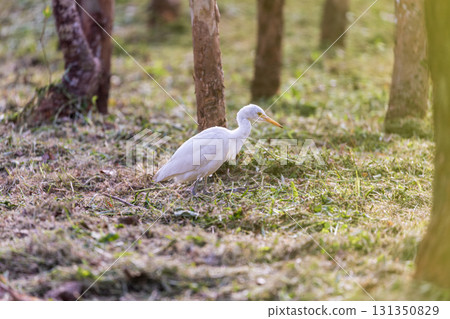 靜謐時光:白鷺在樹林中覓食 靜謐時光:白鷺在樹林中覓食 131350829