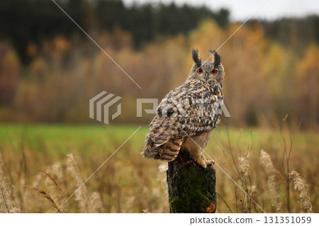 Eurasian Eagle Owl (Bubo Bubo) sitting on the tree stump ,wildlife photo on the meadow with orange autumn colours, Czech republic. Wildlife nature. Eurasian Eagle Owl (Bubo Bubo) sitting on the tree stump ,wildlife photo on the meadow with orange autumn colours, Czech republic. Wildlife nature. 131351059