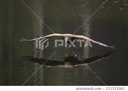 Eurasian sea eagle flying above the water, mirroring in the water, natural scene, Haliaeetus albicilla Eurasian sea eagle flying above the water, mirroring in the water, natural scene, Haliaeetus albicilla 131351061