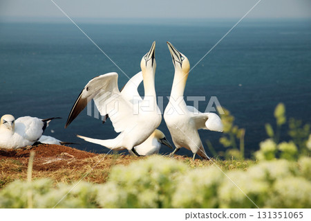 Two northern gannet performing dance in breeding colony at Helgoland island, Germany (Morus bassanus) Two northern gannet performing dance in breeding colony at Helgoland island, Germany (Morus bassanus) 131351065