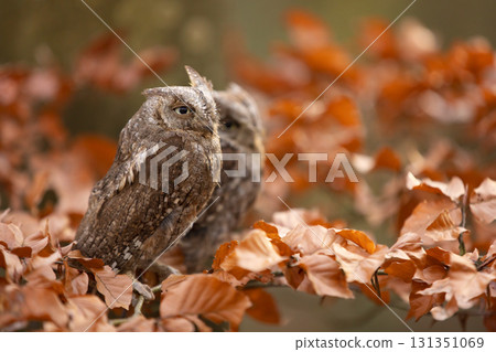 Scops Owl, Otus scops, pair of little owl in the nature habitat, sitting on the tree branch between leaves. Wildlife scene from nature 131351069