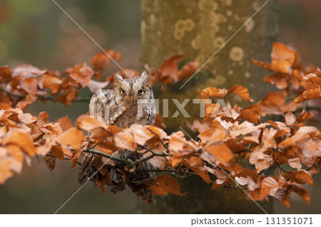 Scops Owl, Otus scops, pair of little owl in the nature habitat, sitting on the tree branch between leaves. Wildlife scene from nature Scops Owl, Otus scops, pair of little owl in the nature habitat, sitting on the tree branch between leaves. Wildlife scene from nature 131351071