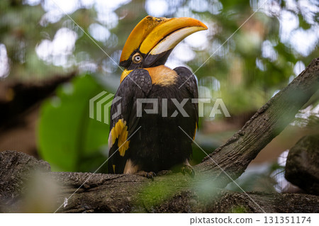 熱帶鳥類的魅力:犀牛獨特的外型與姿態 熱帶鳥類的魅力:犀牛獨特的外型與姿態 131351174