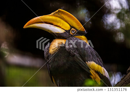 Attractiveness of a bird like a rhinoceros: the unique appearance of a rhinoceros bird Attractiveness of a bird like a rhinoceros: the unique appearance of a rhinoceros bird 131351176