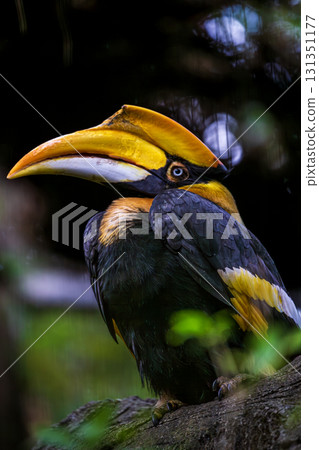 Attractiveness of a bird like a rhinoceros: the unique appearance of a rhinoceros bird Attractiveness of a bird like a rhinoceros: the unique appearance of a rhinoceros bird 131351177