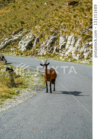 A mountain goat descended onto a road from the slopes and stands looking directly at the camera, surrounded by rocky mountain landscape in daylight 131351689