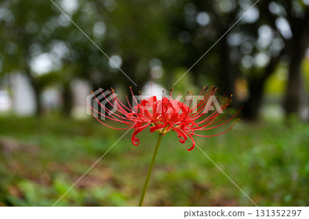 群集孤挺花 131352297