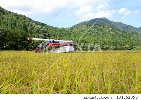 Rice reaping Rice reaping 131352359