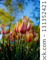 Cute tulips at Keukenhof in the Netherlands 131352421