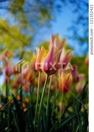 Cute tulips at Keukenhof in the Netherlands 131352421