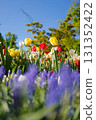 Keukenhof Tulips, Netherlands 131352422