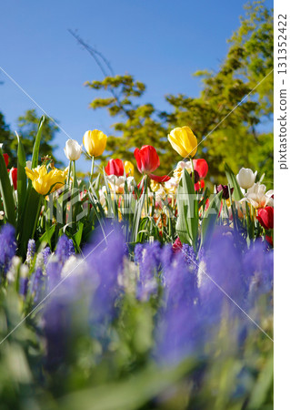 Keukenhof Tulips, Netherlands Keukenhof Tulips, Netherlands 131352422