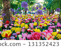 Netherlands Keukenhof Tulip Field 131352423