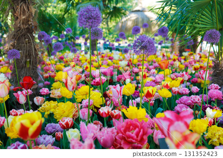 Netherlands Keukenhof Tulip Field Netherlands Keukenhof Tulip Field 131352423