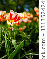 Red and white tulips at Keukenhof in the Netherlands 131352424