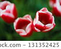 Red and white tulips at Keukenhof in the Netherlands 131352425