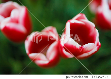 Red and white tulips at Keukenhof in the Netherlands Red and white tulips at Keukenhof in the Netherlands 131352425
