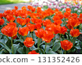 Red tulips at Keukenhof in the Netherlands 131352426