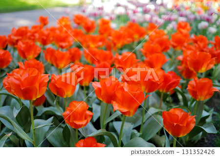 Red tulips at Keukenhof in the Netherlands Red tulips at Keukenhof in the Netherlands 131352426