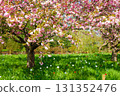 Cherry blossoms and tulips at Kew Gardens in the UK 131352476