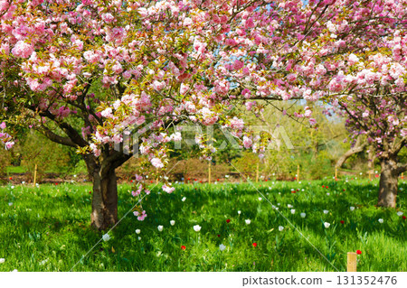 Cherry blossoms and tulips at Kew Gardens in the UK Cherry blossoms and tulips at Kew Gardens in the UK 131352476