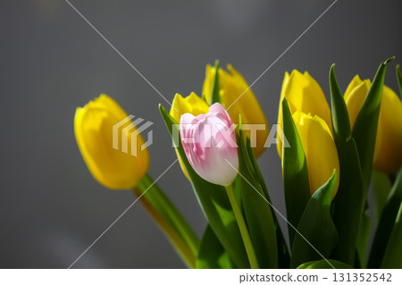 Elegant yellow tulips blooming in floral bunch. 131352542