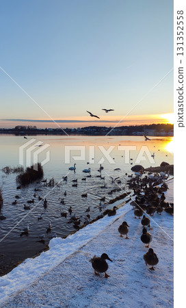 Swans and ducks swimming near icy riverbank in winter. Swans and ducks swimming near icy riverbank in winter. 131352558