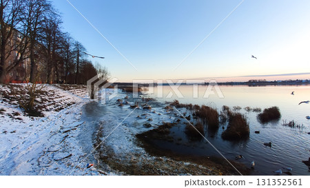 Graceful swans and ducks on cold Daugava river shore. Graceful swans and ducks on cold Daugava river shore. 131352561