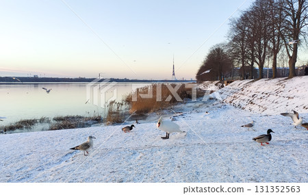 Scenic winter river landscape with water birds in Latvia. 131352563