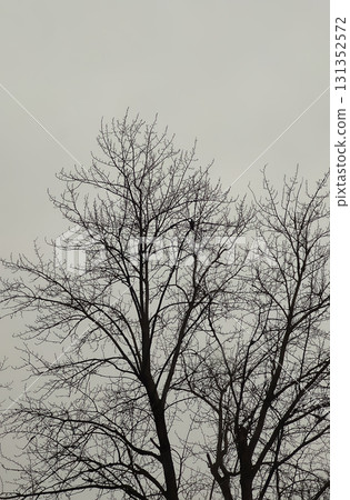 Winter evening sky with trees fading into silhouette. 131352572